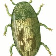 Bark beetle, hand-painted