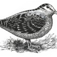 Detailed bird line drawing
